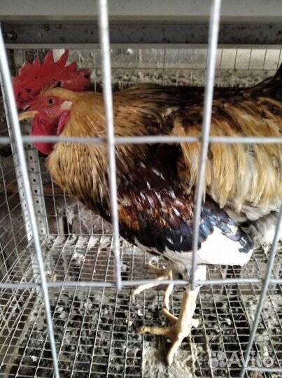 Молодые петухи