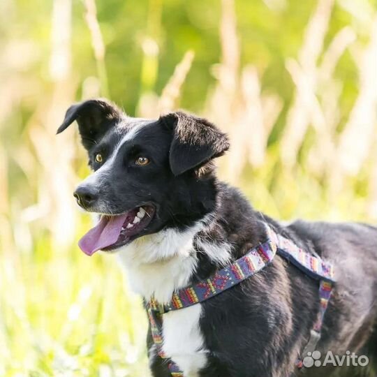 Собака в добрые руки отдам бесплатно