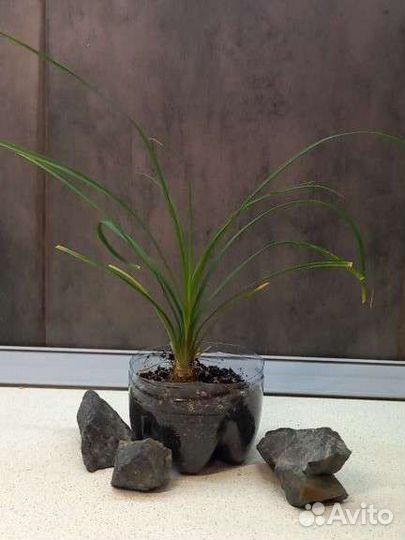 Бокарнея (Нолина, Слоновья нога)