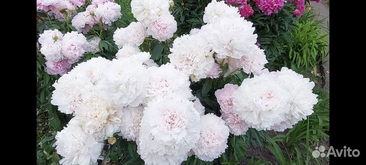 Пионы саженцы Albert Crousse