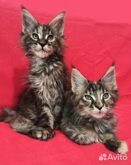 Котята Мейн кун