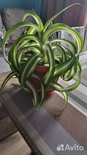 Хлорофитум кудрявый