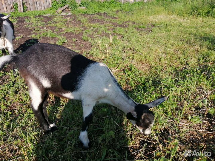 Козлик альпиец