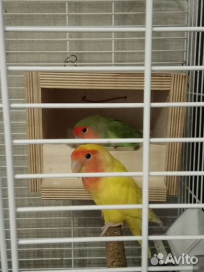 Домик/Гнездо для попугаев, птичек