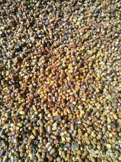 Перга пчелиная очищенная