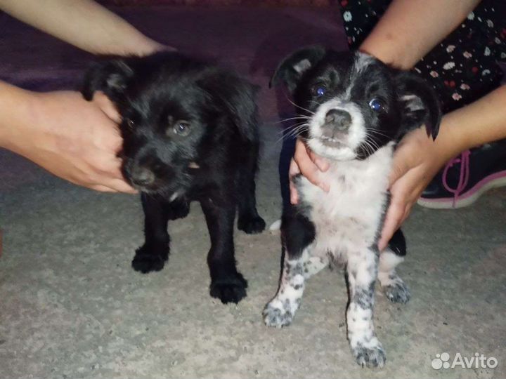 Щенки в добрые руки