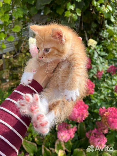 Котята в добрые руки бесплатно