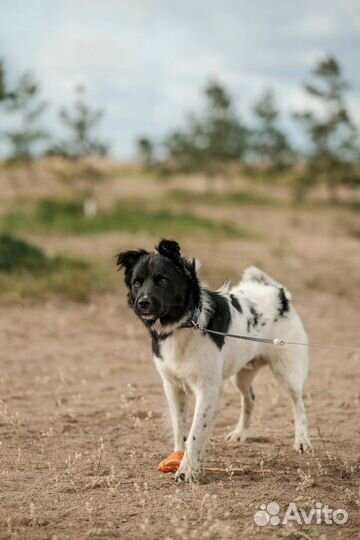 Собака Северус Снейп