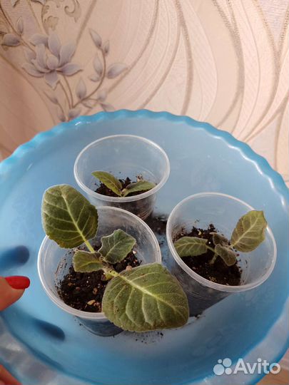 Глоксиния махровая