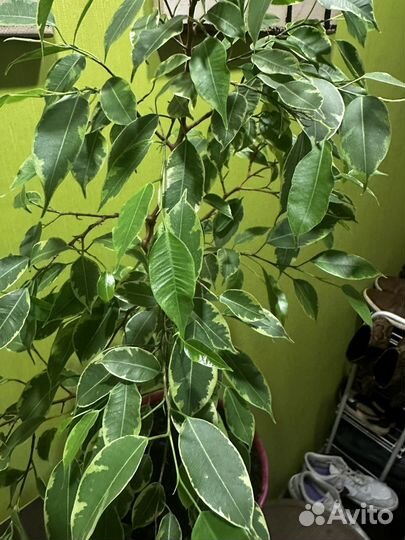 Фикус бенджамина