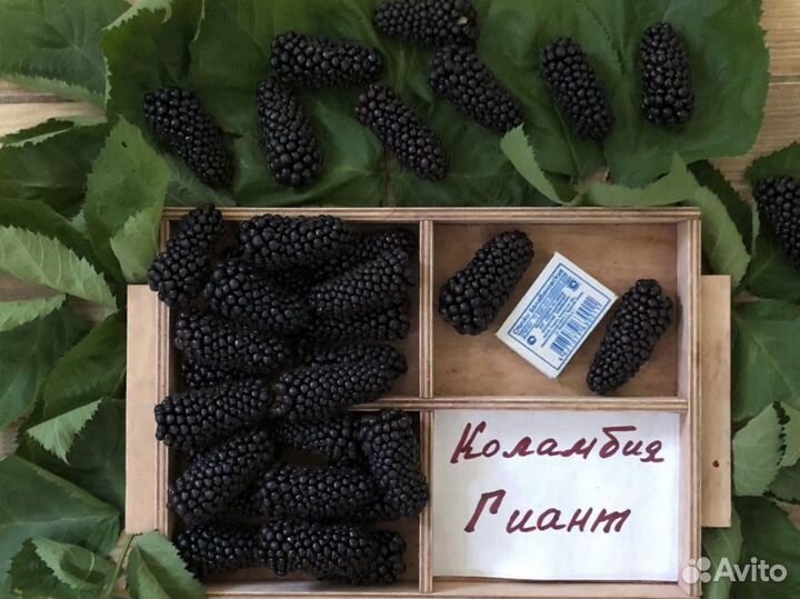 Саженцы ежевики без шипов Коламбия Гиант