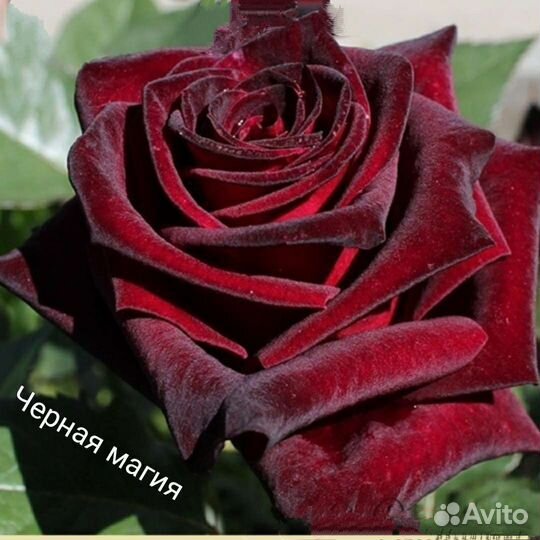 Саженцы роз