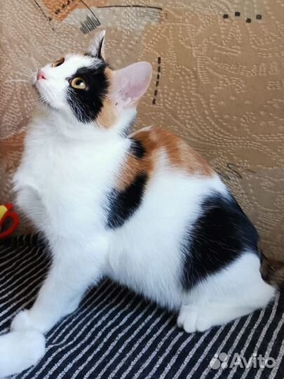 Ева ищет дом