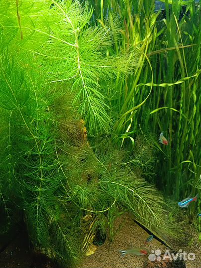 Валеснерия прямая и вьющаяся