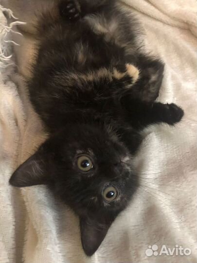 Котята девочки в добрые руки