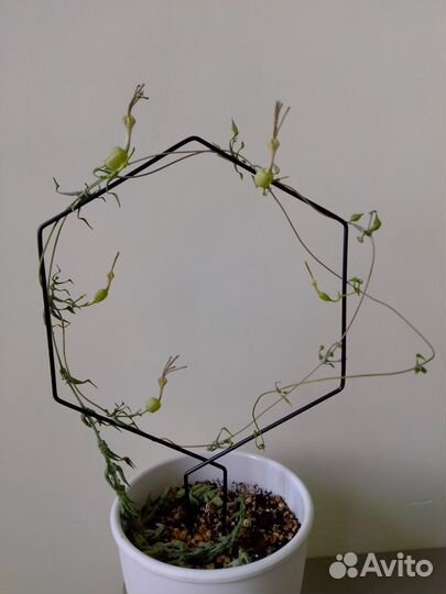 Церопегия Симона Грин форм