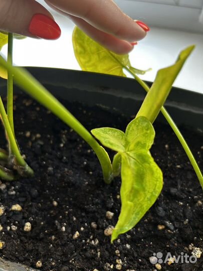 Сингониумы