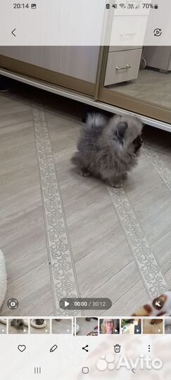 Настоящий мини мишка