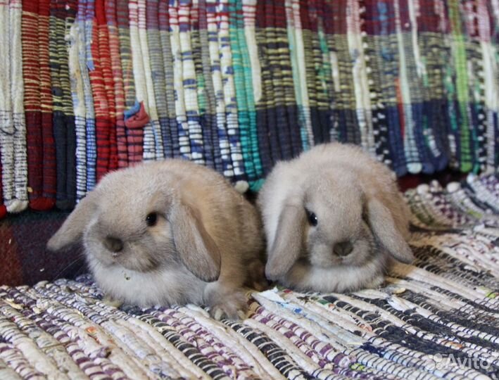 Декоративные вислоухие кролики