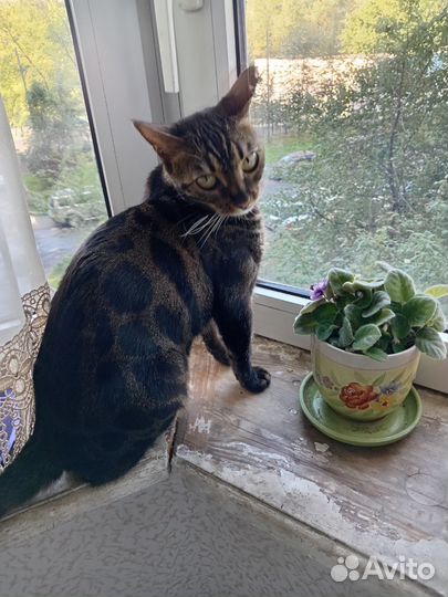 Бенгальская кошка