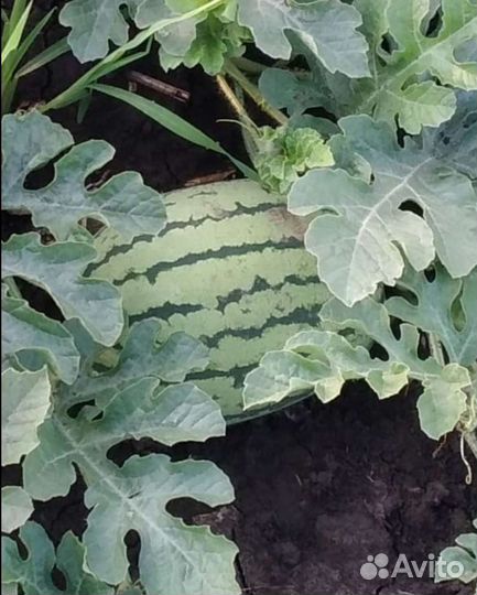 Семена арбуза Мальчик F1