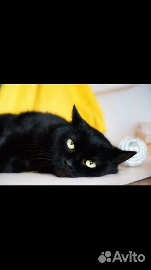 Кошечки и Котики