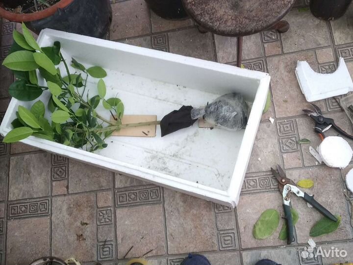 Лимонное дерево для новичков в Смоленске