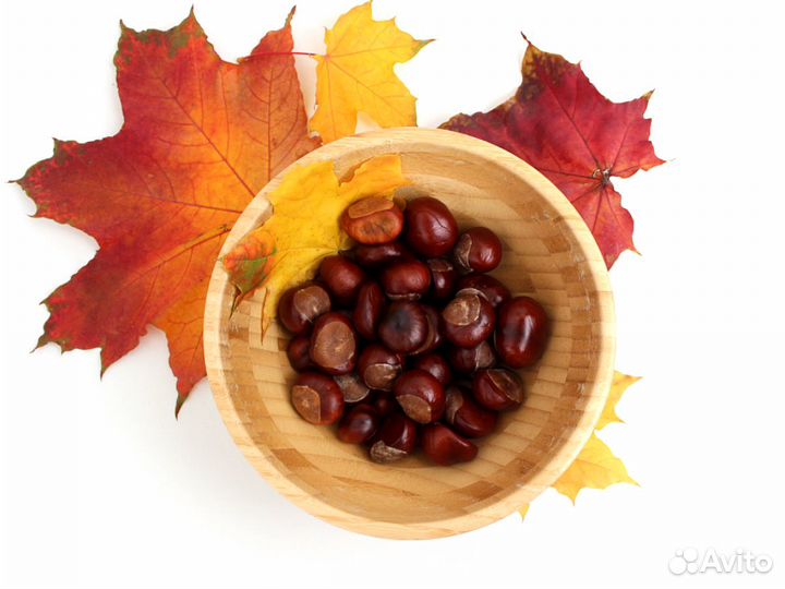 Каштаны для поделок и не только