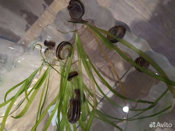 Улитки аквариумные