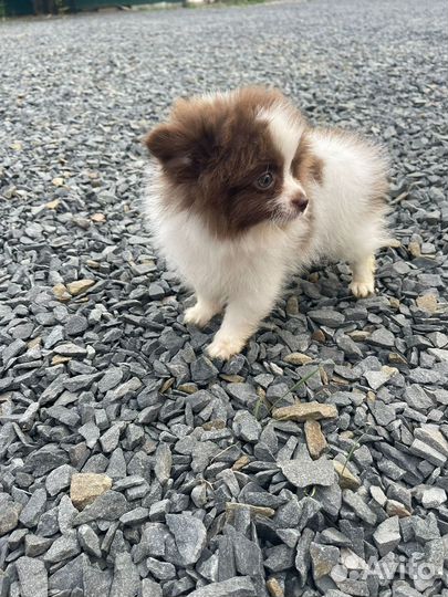 Померандия