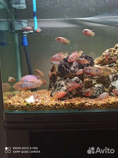 Аквариумные рыбки