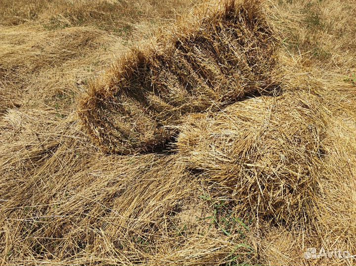 Сено свежее