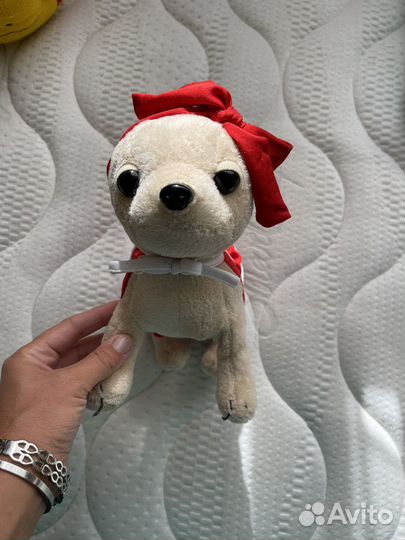 Собака чихуа Cih Cih Love