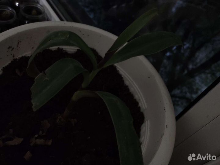 Рео растение