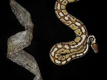 Змеиный выползок, чешуя, кожа змеи (шкура змеи)