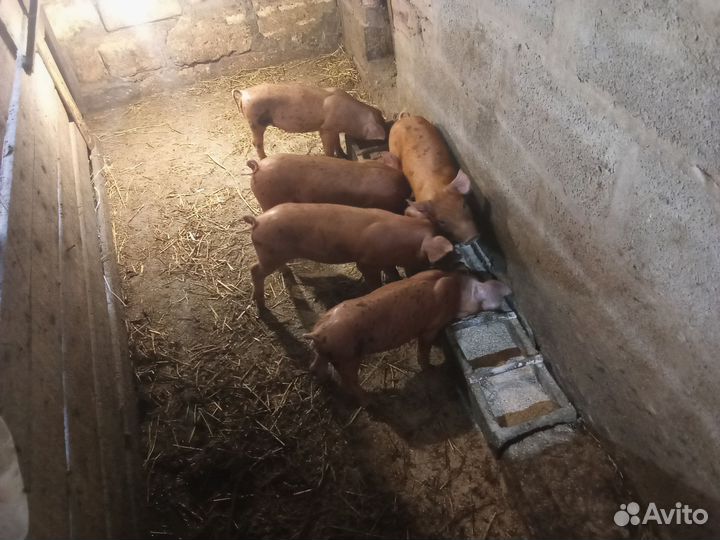 Поросята