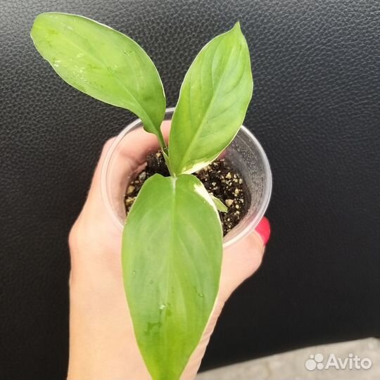 Спатифиллум Пикассо