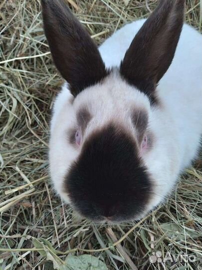 Нзб, Калифорнийцы