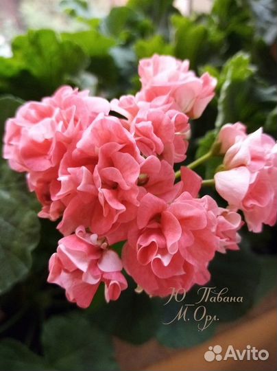 Пеларгония герань