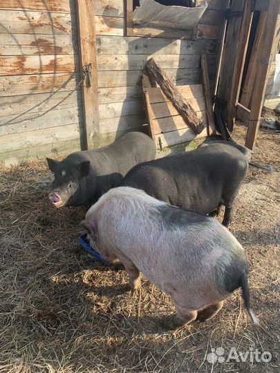 Вьетнамские вислобрюхие свиньи