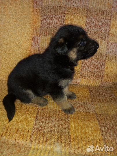 Щенки немецкой овчарки