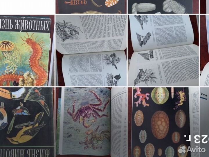 Букинист. Охота.Рыбалка. Аквариум41 кн