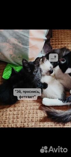 Котята в добрые руки