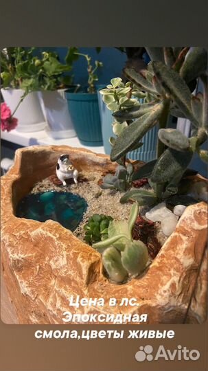 Флорариум суккуленты