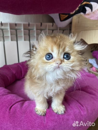 Длинношерстные пупсы