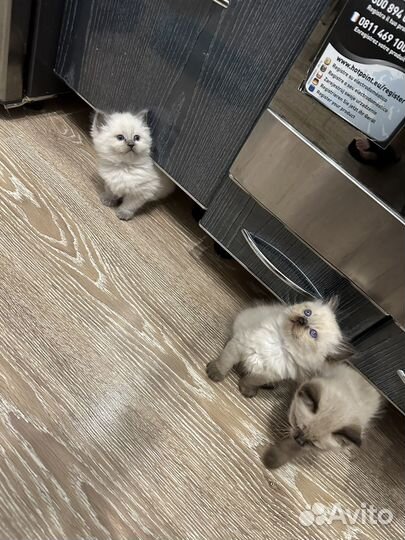 Невские маскарадные котята