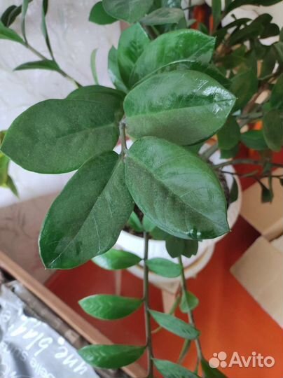 Замиокулькас замиелистныйZamioculcas zamiifolia