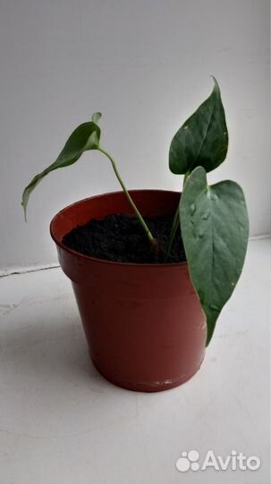 Антуриум красный мужское счастье