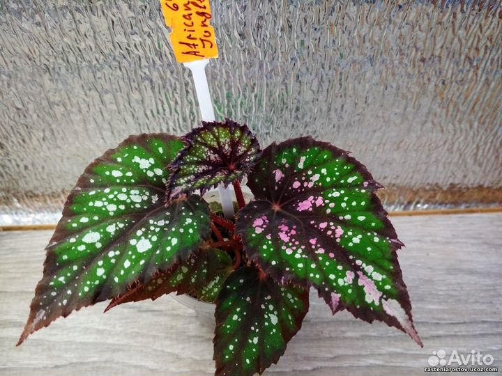 Бегонии для дизайна, подарка,коллекции