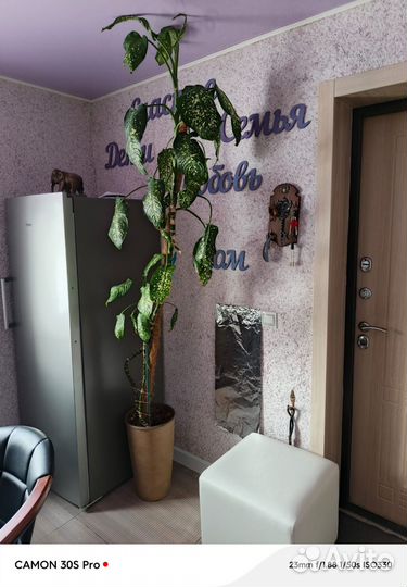 Комнатные цветы